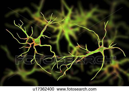 Stock Image - Astrocyte nerve cells, computer illustration. Astrocytes are a type of glial cell. They provide structural support and protection for neurons (nerve cells) and also supply them with nutrients and oxygen. The cells cannot transmit electric signals and.... Fotosearch