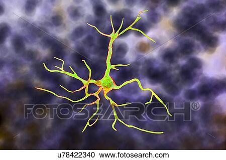 Stock Image - Astrocyte nerve cells, computer illustration. Astrocytes are a type of glial cell. They provide structural support and protection for neurons (nerve cells) and also supply them with nutrients and oxygen. The cells cannot transmit electric signals and.... Fotosearch