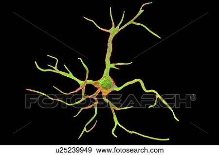 Astrocyte nerve cells, computer illustration. Astrocytes are a type of glial cell. They provide structural support and protection for neurons (nerve cells) and also supply them with nutrients and oxygen. The cells cannot transmit electric signals and... View Large Photo Image Stock Photo - Astrocyte nerve cells, computer illustration. Astrocytes are a type of glial cell. They provide structural support and protection for neurons (nerve cells) and also supply them with nutrients and oxygen. The cells cannot transmit electric signals and.... Fotosearch
