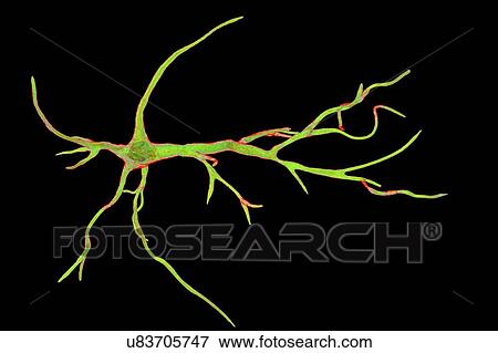 Stock Photo - Astrocyte nerve cells, computer illustration. Astrocytes are a type of glial cell. They provide structural support and protection for neurons (nerve cells) and also supply them with nutrients and oxygen. The cells cannot transmit electric signals and.... Fotosearch