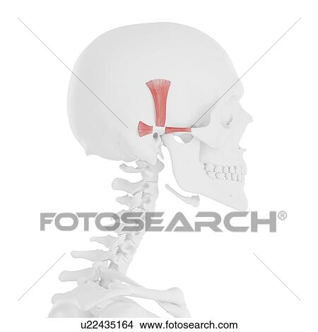 Picture - Auricularis muscles, computer illustration.. Fotosearch