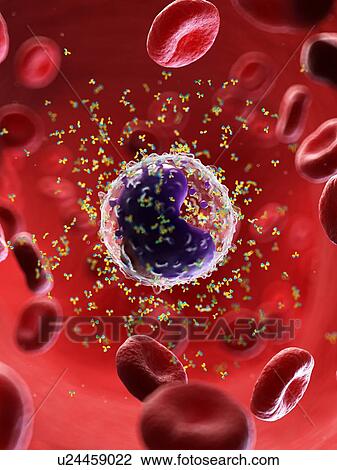 B cell and antibodies, illustration View Large Photo Image Stock Image - B cell and antibodies, illustration. Fotosearch