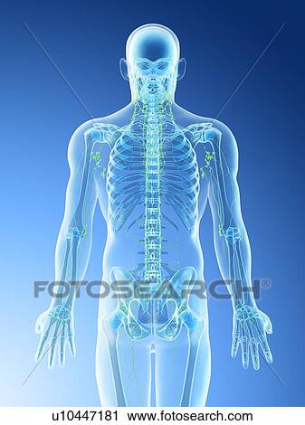 Back bones, computer illustration. View Large Photo Image Stock Image - Back bones, computer illustration.. Fotosearch