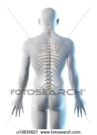 Stock Image - Back bones, computer illustration.. Fotosearch