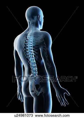 Stock Image - Back bones, computer illustration.. Fotosearch