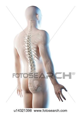 Stock Photo - Back bones, computer illustration.. Fotosearch