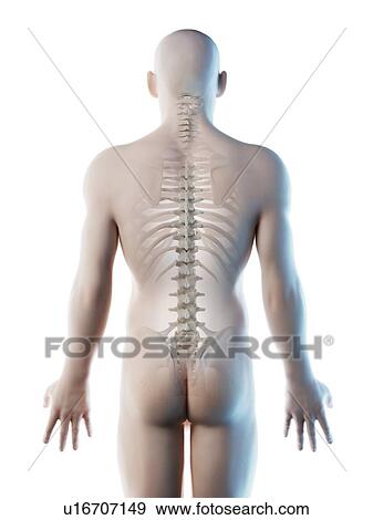 Stock Photo - Back bones, computer illustration.. Fotosearch