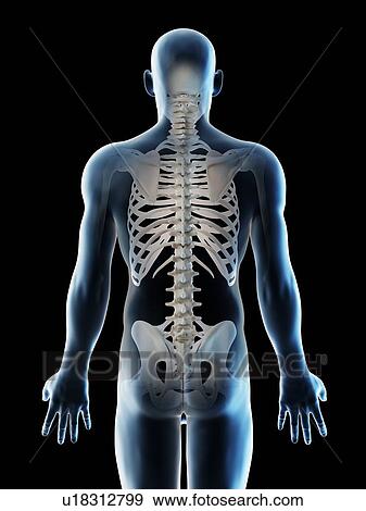 Stock Photo - Back bones, computer illustration.. Fotosearch