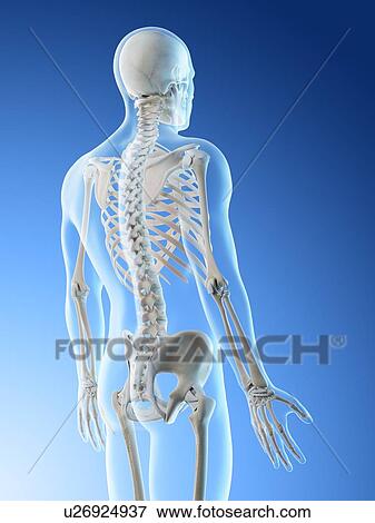 Stock Photo - Back bones, computer illustration.. Fotosearch