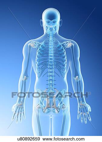 Back bones, computer illustration. View Large Photo Image Stock Photo - Back bones, computer illustration.. Fotosearch