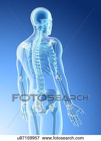 Back bones, computer illustration. View Large Photo Image Stock Photo - Back bones, computer illustration.. Fotosearch