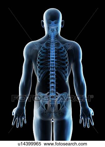 Stock Photography - Back bones, computer illustration.. Fotosearch