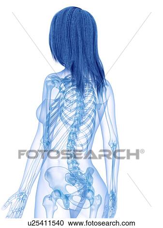 Stock Image - Back bones, illustration. Fotosearch
