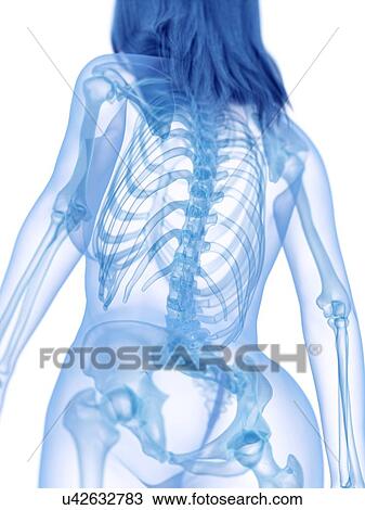 Stock Image - Back bones, illustration. Fotosearch