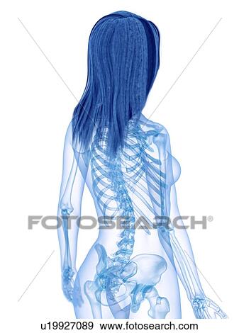 Stock Photo - Back bones, illustration. Fotosearch