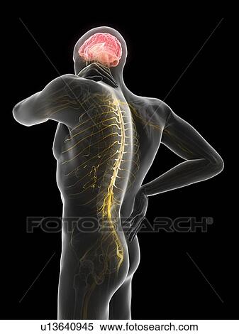 Back pain, computer illustration. View Large Photo Image Stock Photography - Back pain, computer illustration.. Fotosearch