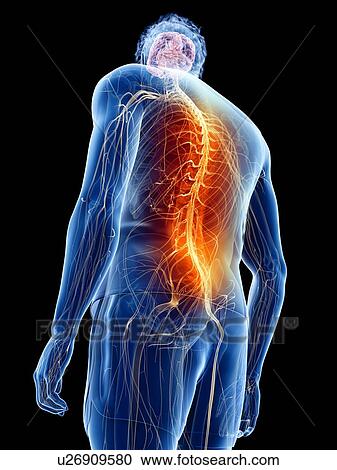 Back pain, conceptual illustration View Large Photo Image Stock Image - Back pain, conceptual illustration. Fotosearch