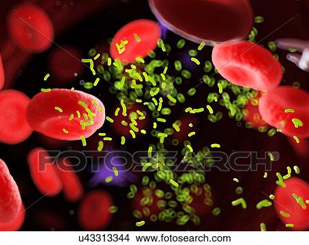 Picture - Bacteria in a blood vessel, computer illustration.. Fotosearch