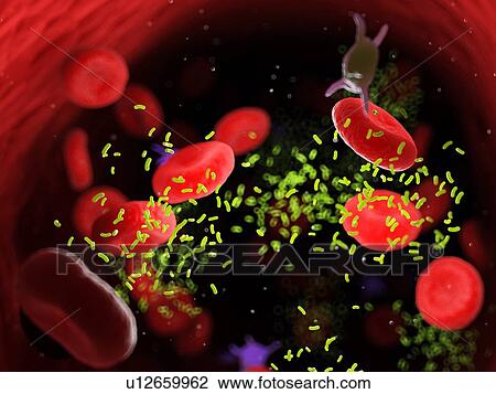 Stock Image - Bacteria in a blood vessel, computer illustration.. Fotosearch
