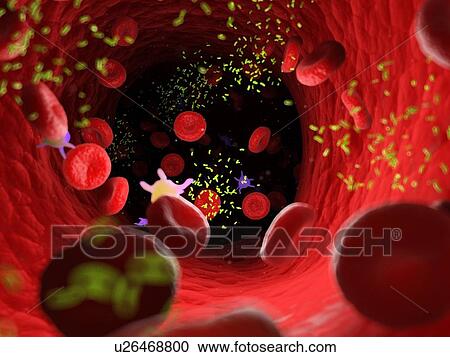 Bacteria in a blood vessel, computer illustration. View Large Photo Image Stock Image - Bacteria in a blood vessel, computer illustration.. Fotosearch