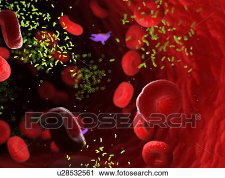 Bacteria in a blood vessel, computer illustration. View Large Photo Image Stock Image - Bacteria in a blood vessel, computer illustration.. Fotosearch
