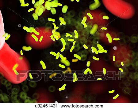 Bacteria in a blood vessel, computer illustration. View Large Photo Image Stock Image - Bacteria in a blood vessel, computer illustration.. Fotosearch