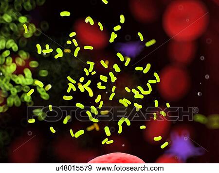Stock Photo - Bacteria in a blood vessel, computer illustration.. Fotosearch