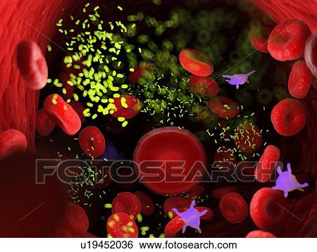 Bacteria in a blood vessel, computer illustration. View Large Photo Image Stock Photograph - Bacteria in a blood vessel, computer illustration.. Fotosearch