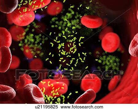 Stock Photography - Bacteria in a blood vessel, computer illustration.. Fotosearch