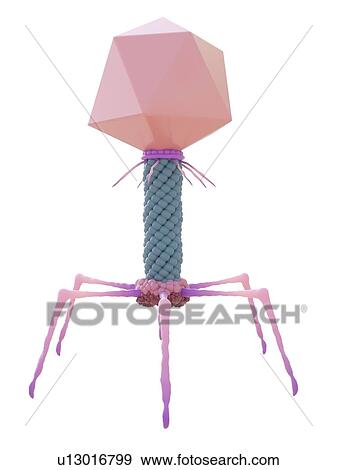 Stock Photo - Bacteriophage, computer illustration.. Fotosearch