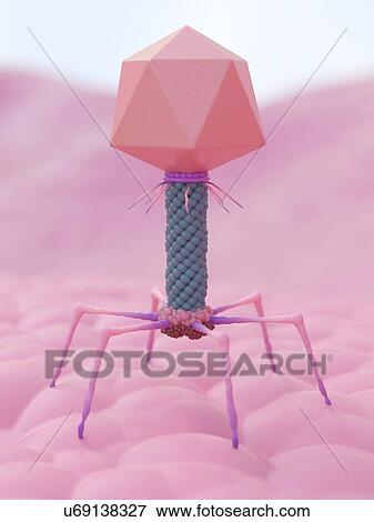 Stock Photo - Bacteriophage, computer illustration.. Fotosearch