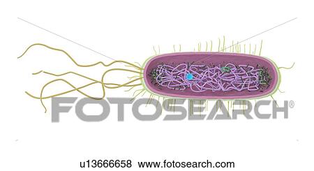 Bacterium, illustration View Large Photo Image Stock Photo - Bacterium, illustration. Fotosearch