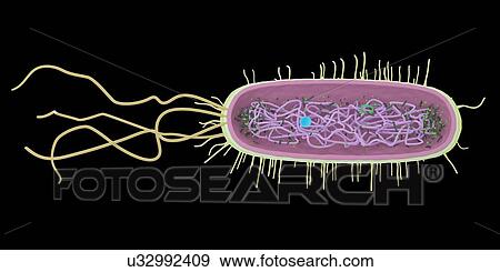 Stock Photo - Bacterium, illustration. Fotosearch