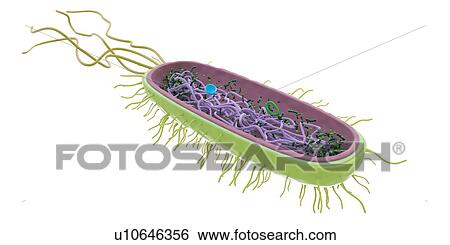 Stock Photograph - Bacterium, illustration. Fotosearch