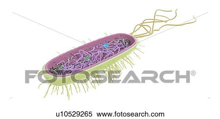 Bacterium, illustration View Large Photo Image Stock Photography - Bacterium, illustration. Fotosearch