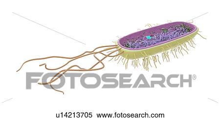 Stock Photography - Bacterium, illustration. Fotosearch