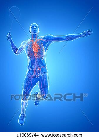 Badminton player's heart, illustration View Large Photo Image Picture - Badminton player's heart, illustration. Fotosearch
