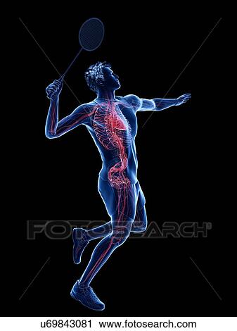 Stock Image - Badminton player's heart, illustration. Fotosearch