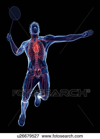 Badminton player's heart, illustration View Large Photo Image Stock Photo - Badminton player's heart, illustration. Fotosearch