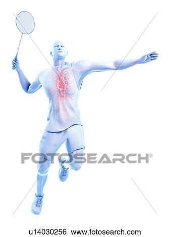 Badminton player's heart, illustration View Large Photo Image Stock Photograph - Badminton player's heart, illustration. Fotosearch