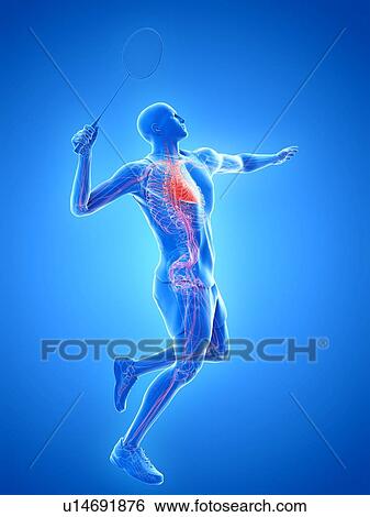 Badminton player's heart, illustration View Large Photo Image Stock Photograph - Badminton player's heart, illustration. Fotosearch
