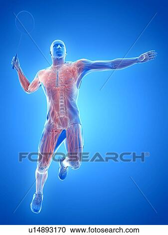Stock Image - Badminton player's muscles, illustration. Fotosearch