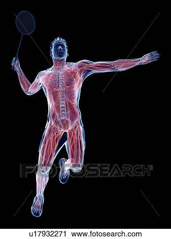Badminton player's muscles, illustration View Large Photo Image Stock Image - Badminton player's muscles, illustration. Fotosearch