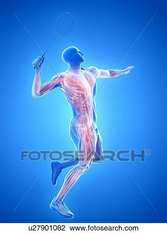 Stock Image - Badminton player's muscles, illustration. Fotosearch