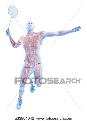 Stock Image - Badminton player's muscles, illustration. Fotosearch
