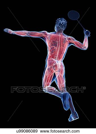 Stock Photo - Badminton player's muscles, illustration. Fotosearch