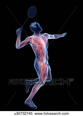 Stock Photography - Badminton player's muscles, illustration. Fotosearch