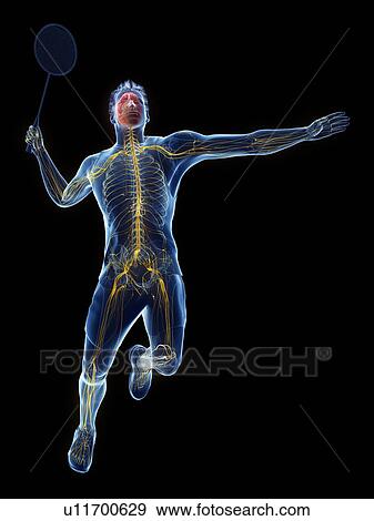 Stock Photo - Badminton player's nervous system, illustration. Fotosearch