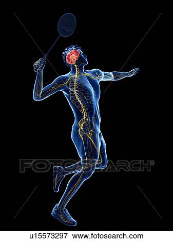 Badminton player's nervous system, illustration View Large Photo Image Stock Photo - Badminton player's nervous system, illustration. Fotosearch