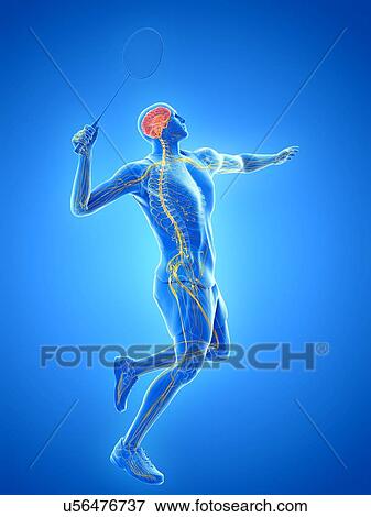 Stock Photo - Badminton player's nervous system, illustration. Fotosearch